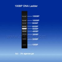 100BP DNA Ladder
