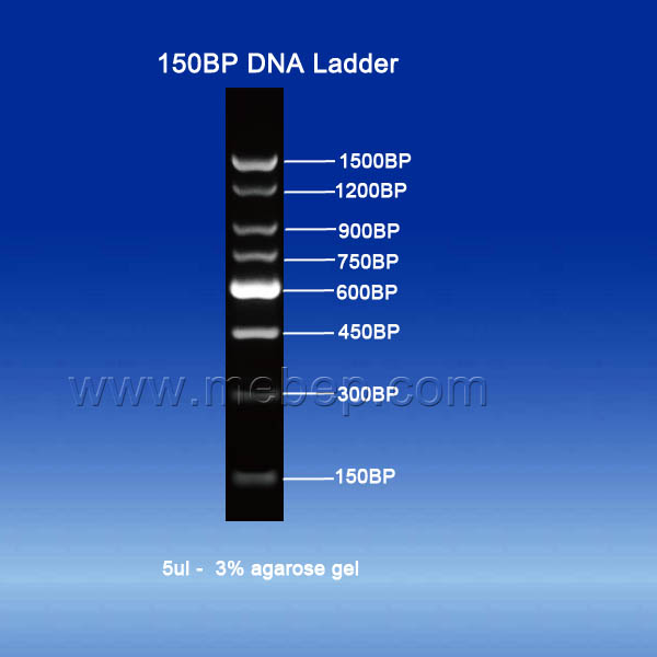 150BP DNA Ladder