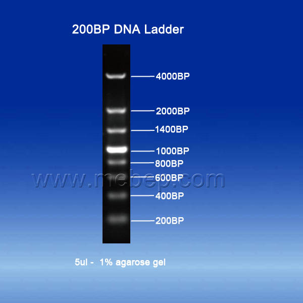 200BP DNA Ladder