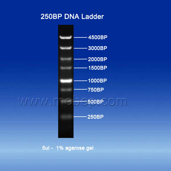250BP DNA Ladder