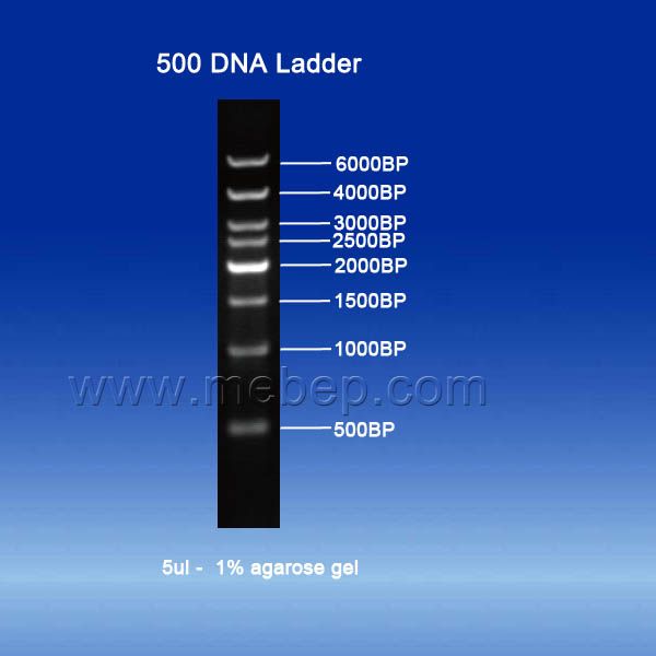 500BP DNA Ladder