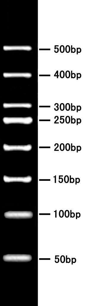 50BP DNA Ladder