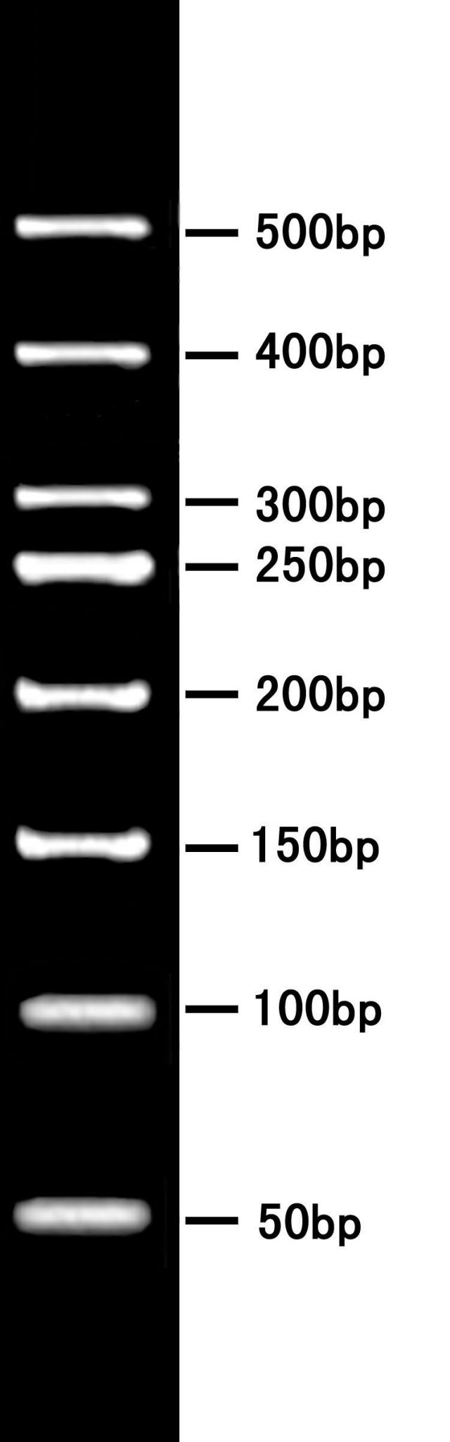 50BP DNA Ladder MEBEP Bio Science
