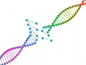 Custom Gene Synthesis