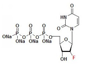 2'F-dUTP