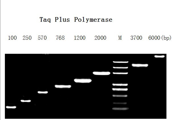 High Fidelity Taq DNA Polymerase