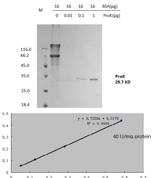 Proteinase K, Lyophilized Powder