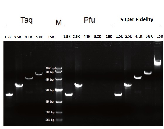 Super High Fidelity DNA Polymerase