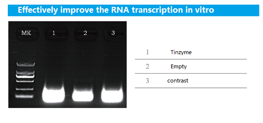 Pyrophosphatase, Inorganic (yeast) (PPase, yeast)