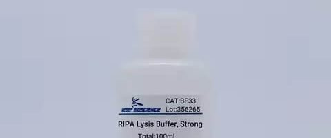 BF33, RIPA Lysis Buffer,Strong