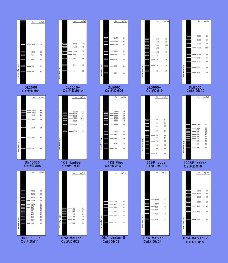 Product List DNA Marker DNA Ladder from mebep.com