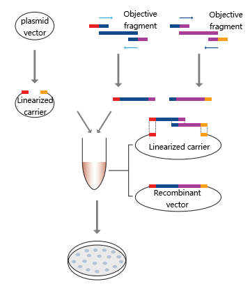 EK0630, One Step Seamless Cloning Mix multiple segments