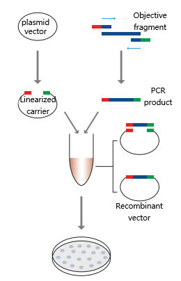 EK0630, One Step Seamless Cloning Mix single segment