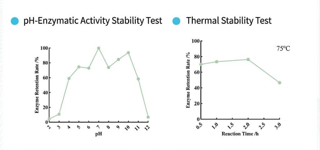 Horseradish Peroxidase (HRP) 2 stability test