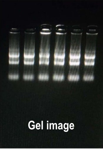 RNK0101, MEBEP BIO SCIENCE Trizoe Reagent. agarose gel electrophoresis