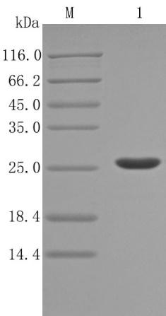 RPG004, Recombinant Protein G