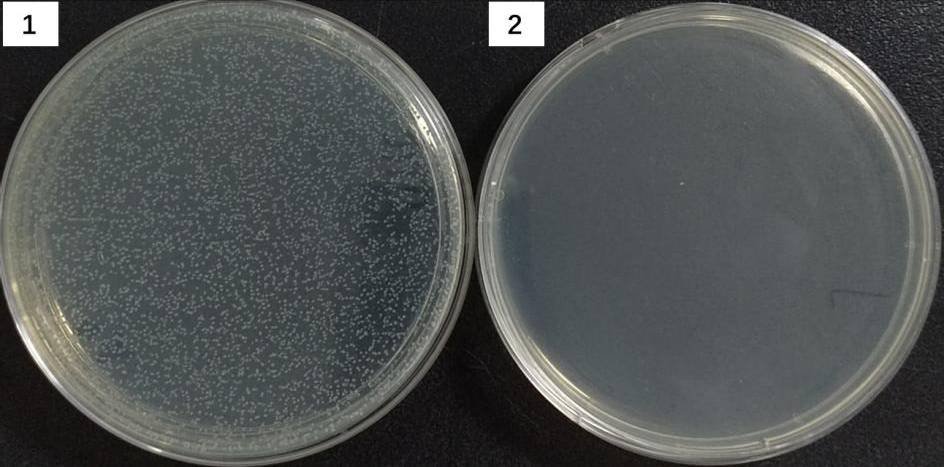S120059, Alkaline Phosphatase (Thermosensitive)