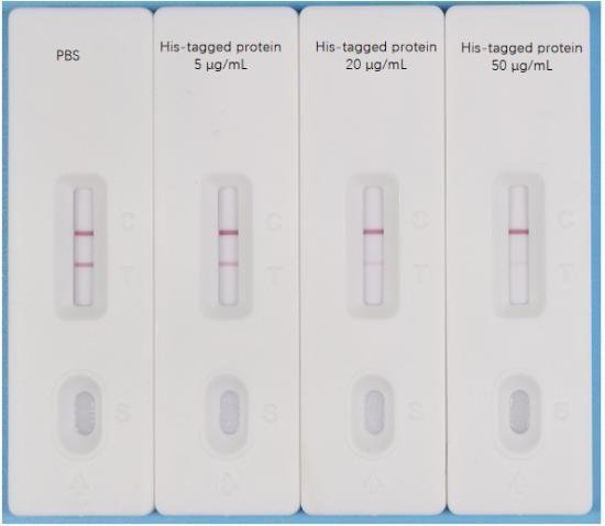S130113, His-tag Rapid Detection Kit (Colloidal Gold Method) 15 Minutes Result Image