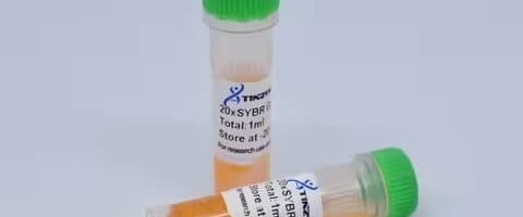 ST01, 20×Sybr Green I