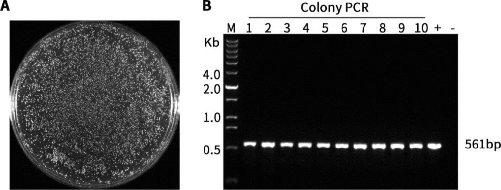 YTK001, Yeast Transformation Kit (Saccharomyces cerevisiae)