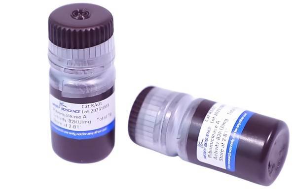 RA01, Ribonuclease A, RNase A, RNase 1, Lyophilized Powder