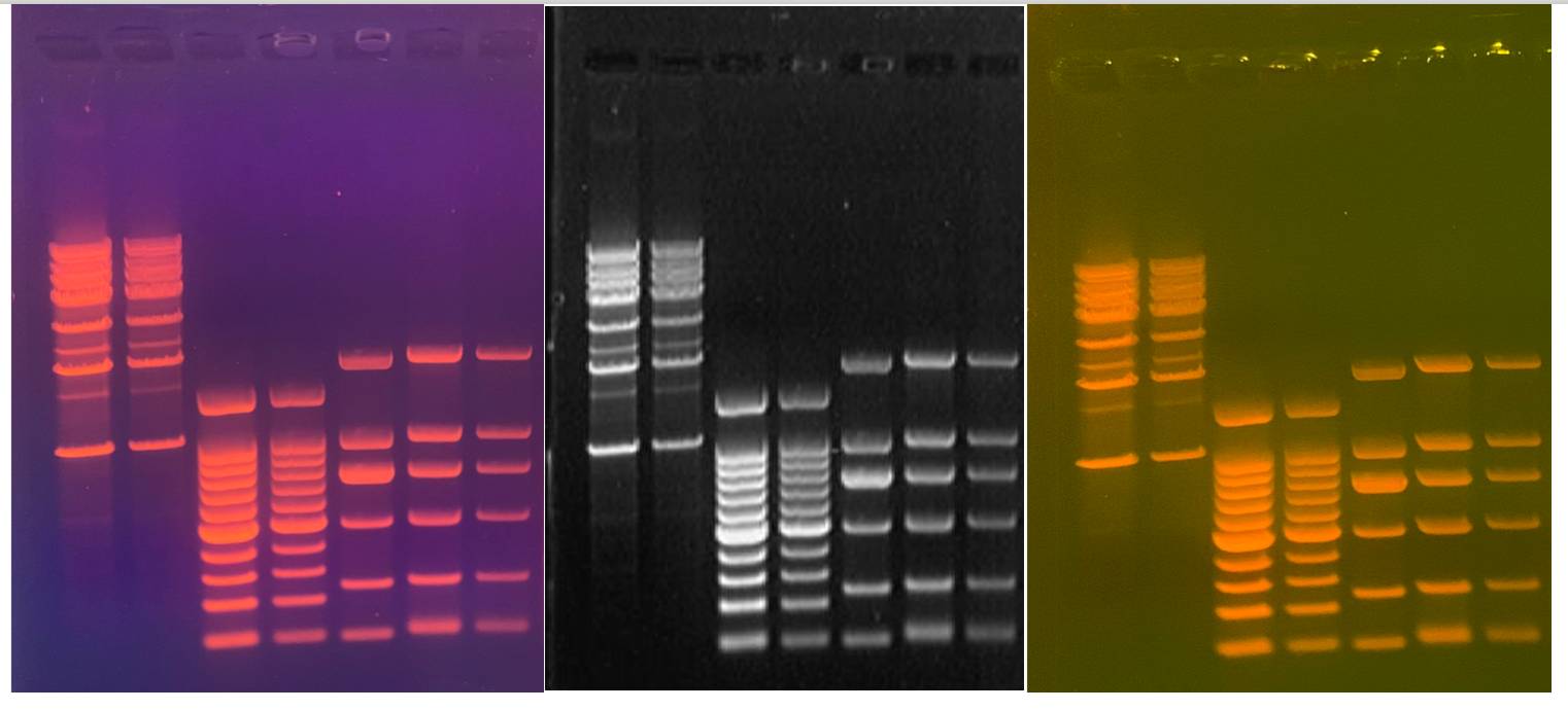 st08, 4th Generation safe stain 1